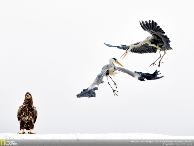 Illustration for article titled Las fotos ganadoras del concurso anual de National Geographic muestran un planeta tan hermoso que no lo merecemos